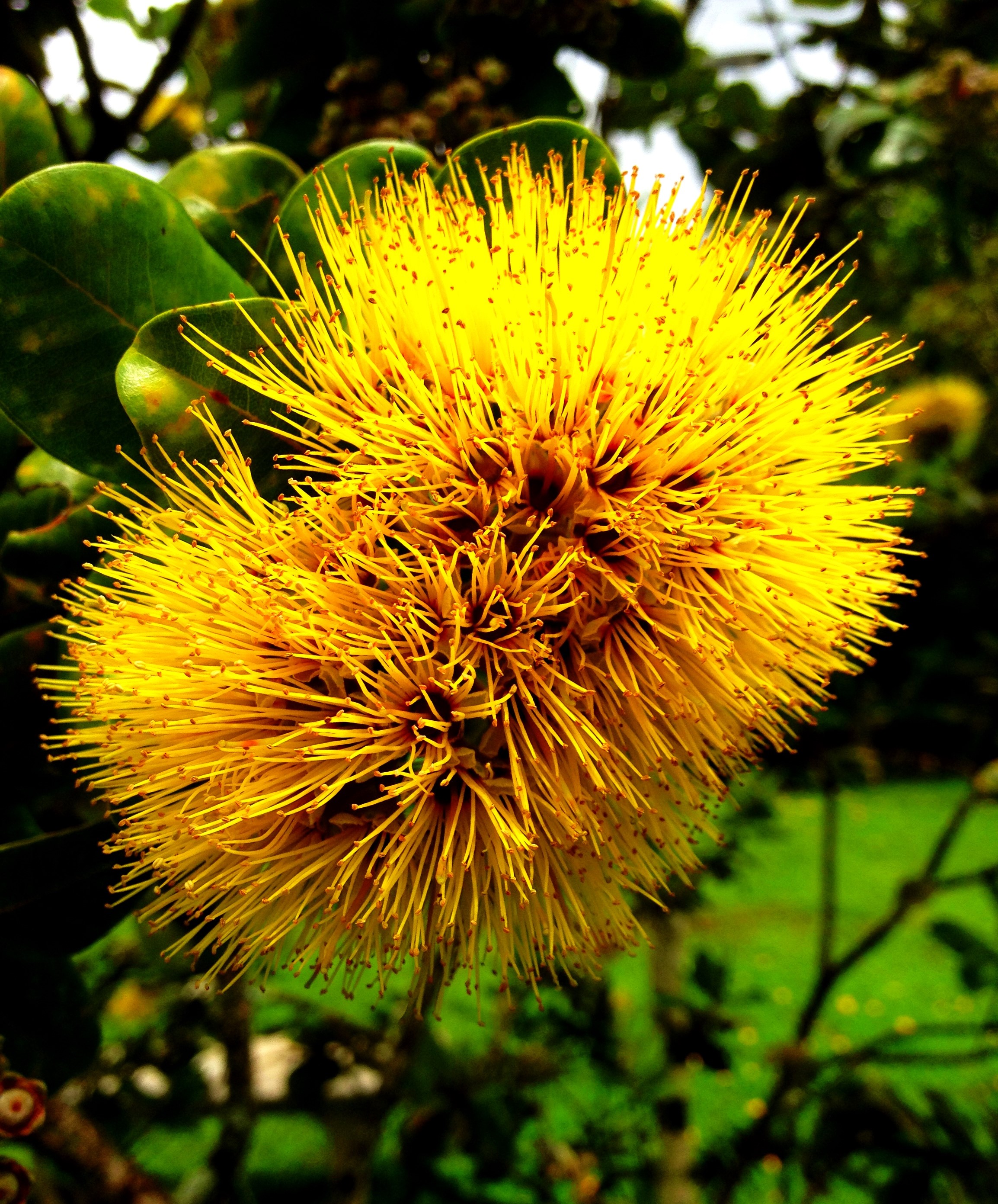 What Plants Are Native To Hawaii